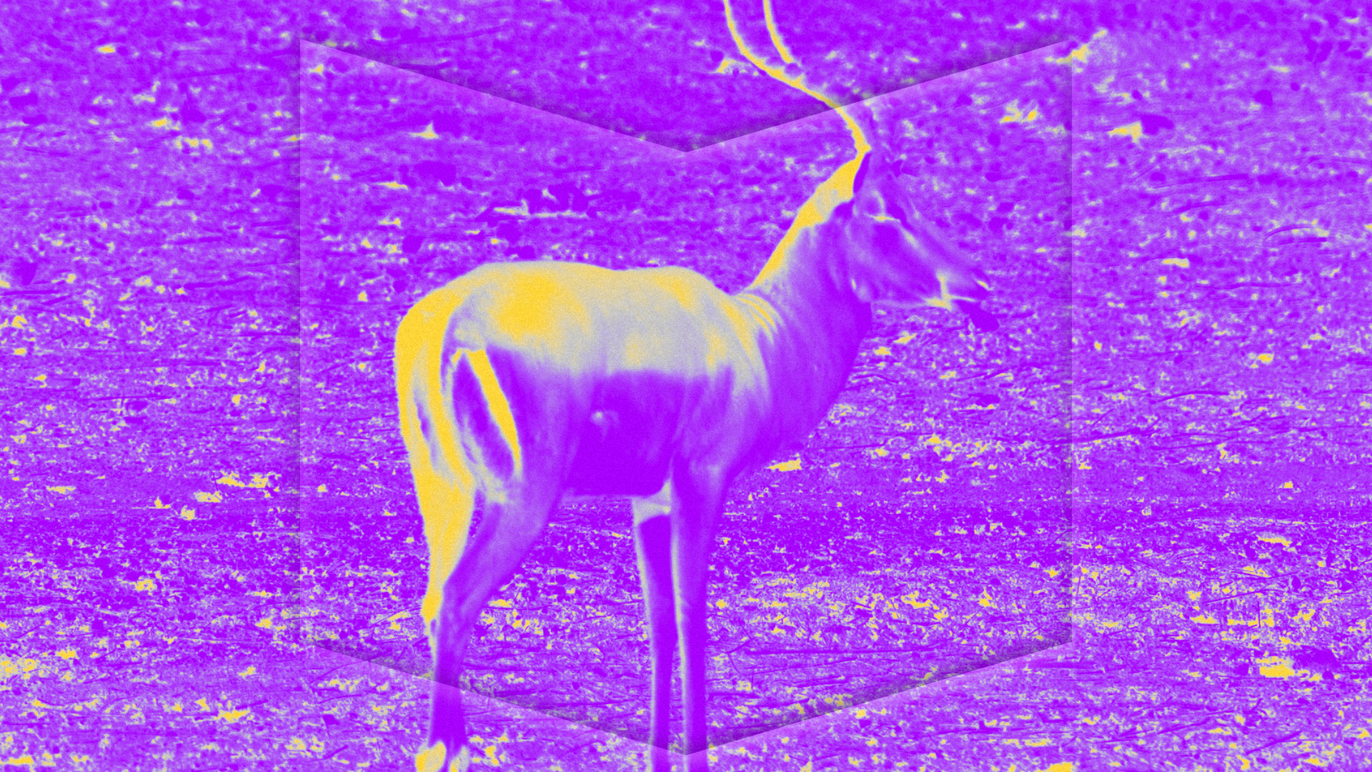 Show Background